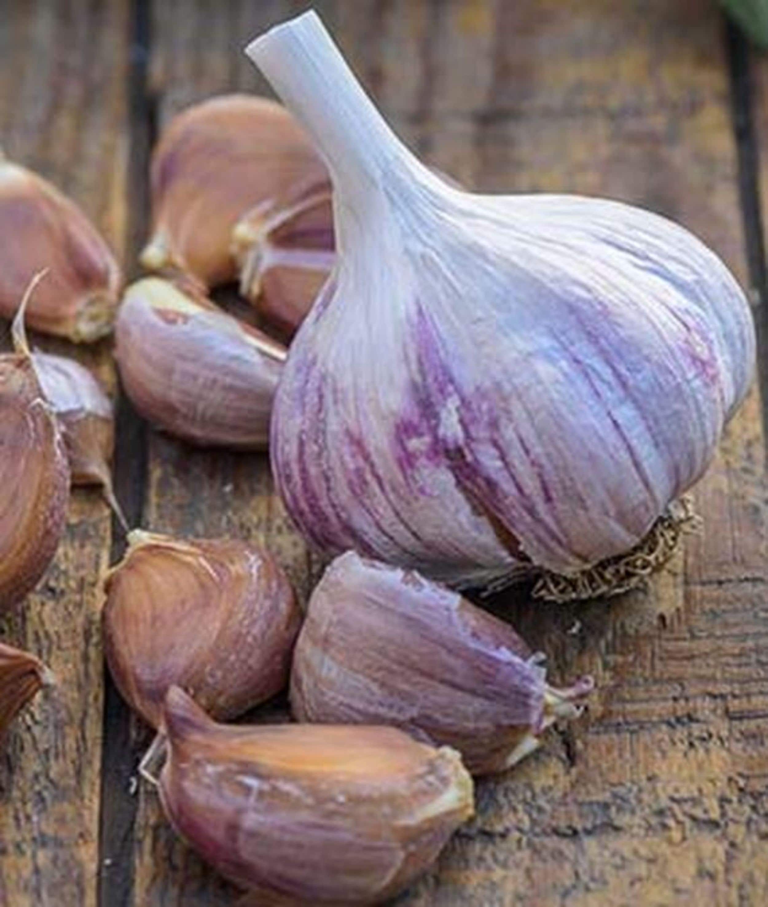 Garlic seeds Spanish Roja Garlic Seeds NONGMO healthy USA Etsy