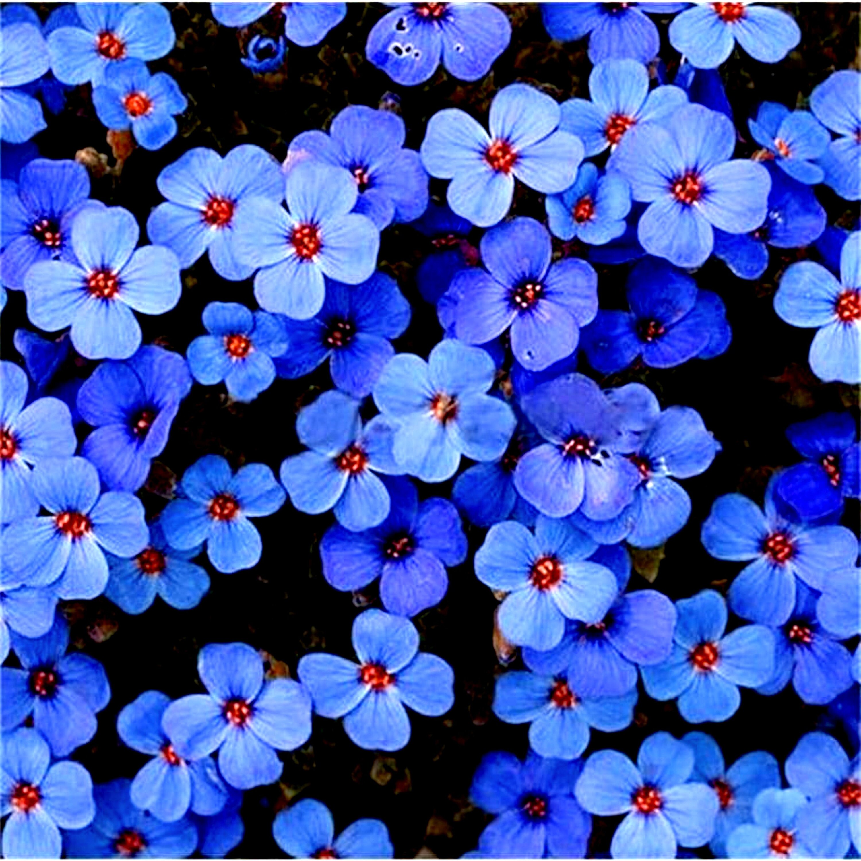 Creeping Thyme Herb Flower Seeds Thymus Serpyllum Ground Blue Etsy