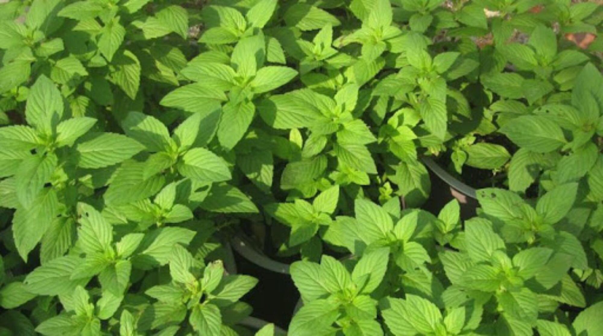 LIVE SPEARMINT PLANTS Mentha Spicata Edible Herb Tea Perennial Etsy