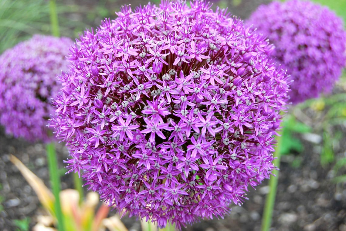 ALLIUM BULBS giant gladiator The majestic Gladiator allium Etsy