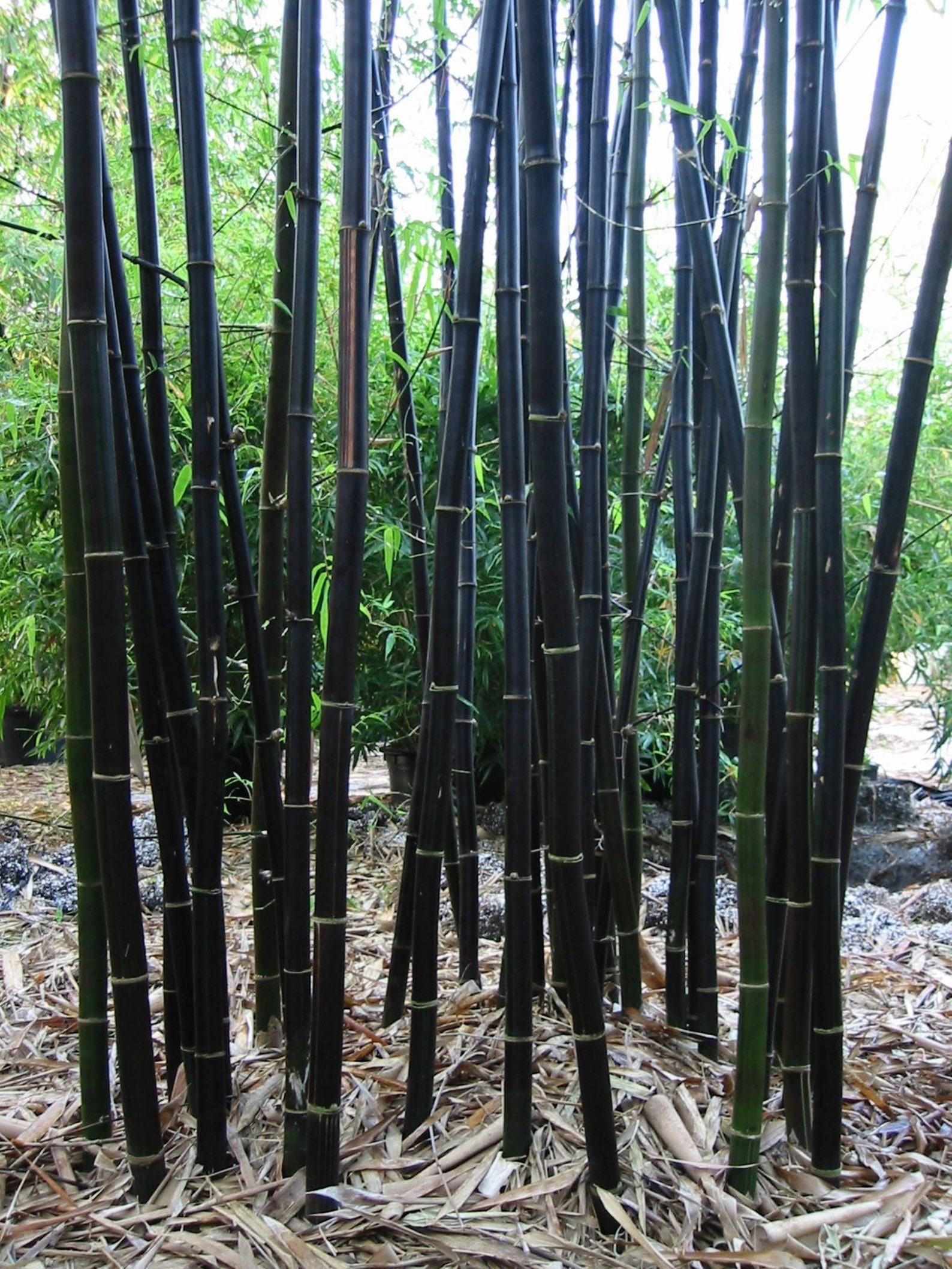 50 Black Bamboo Seeds Bambusoideae Poaceae Rare Garden