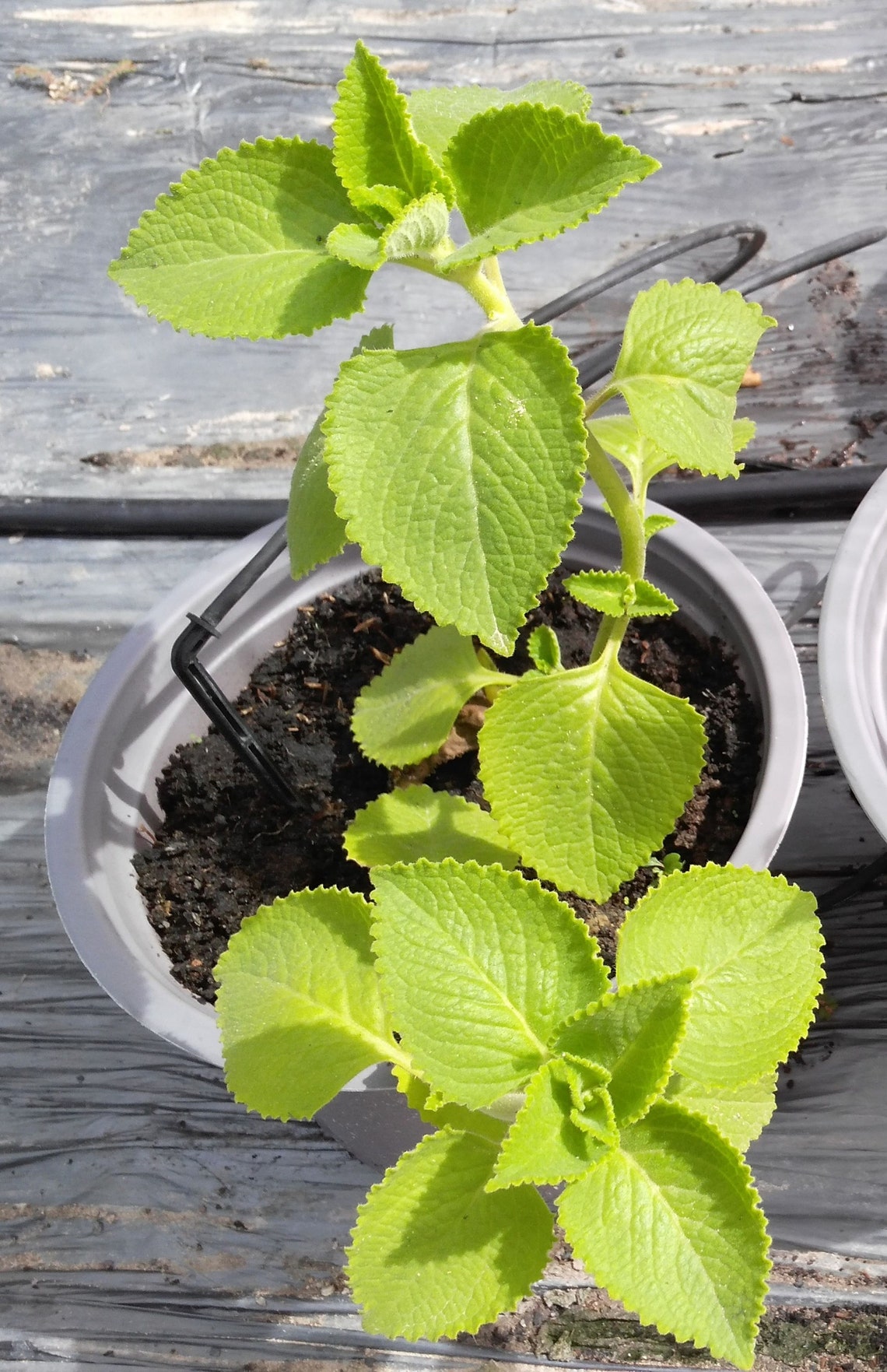 Cuban Oregano Mexican Mint Indian Borage Húng chanh Cây rau Etsy