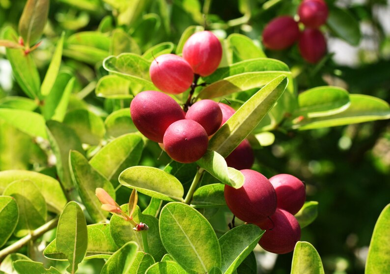 Miracle Fruit Plant Synsepalum Dulcificum Tree miracle