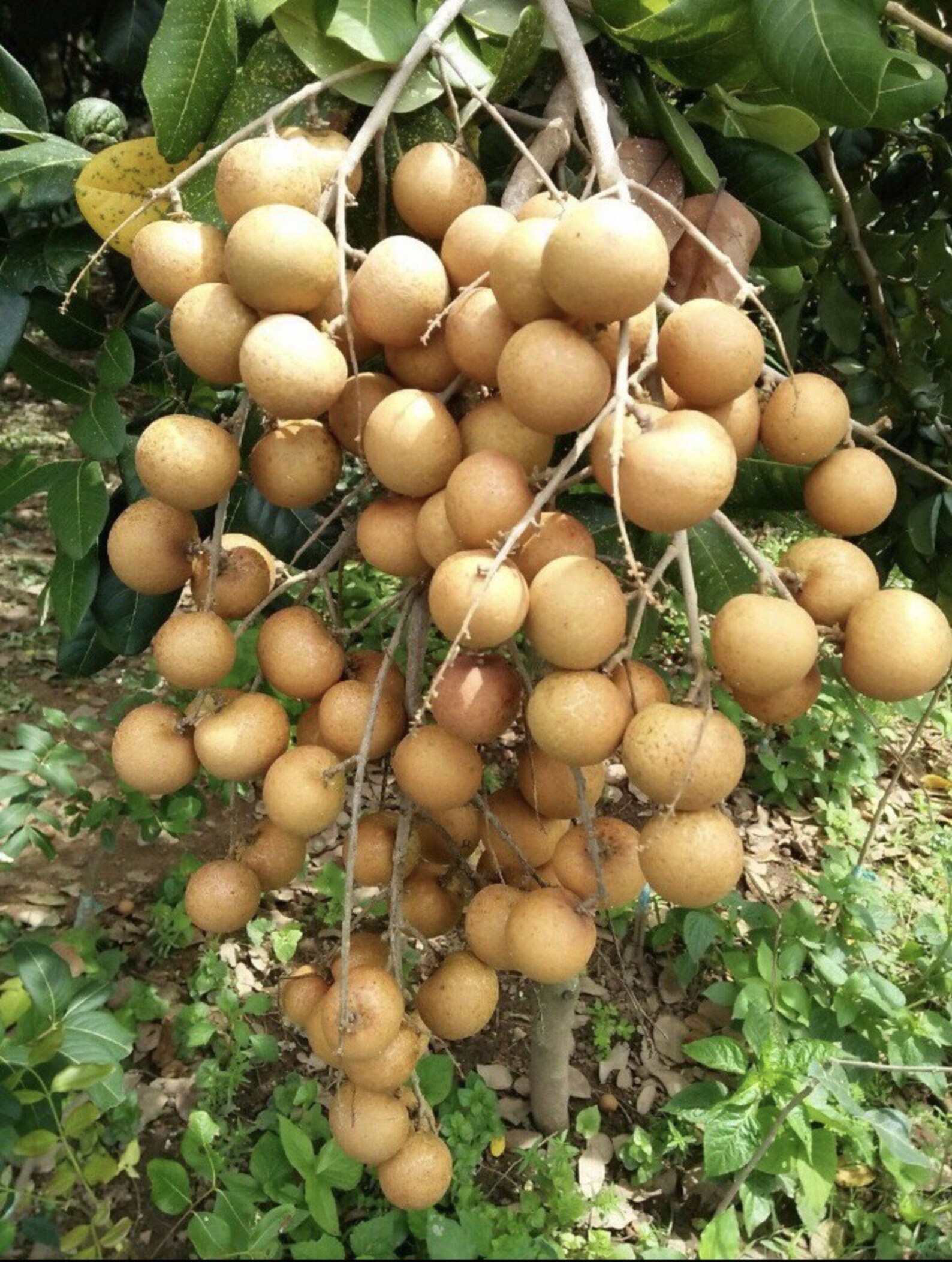 LONGAN fruit tree Live Plant Cay Nhãn 용안 龙眼 longuián ojo de Etsy