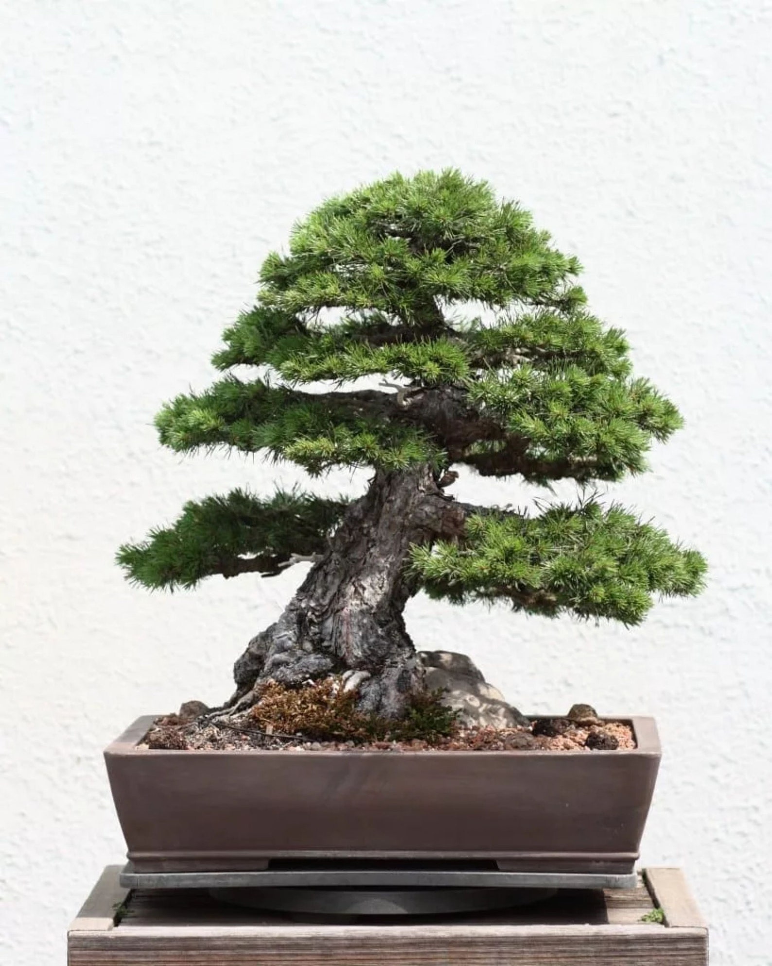 Japanese White Pine Bonsai Plant seed silver pine California Etsy