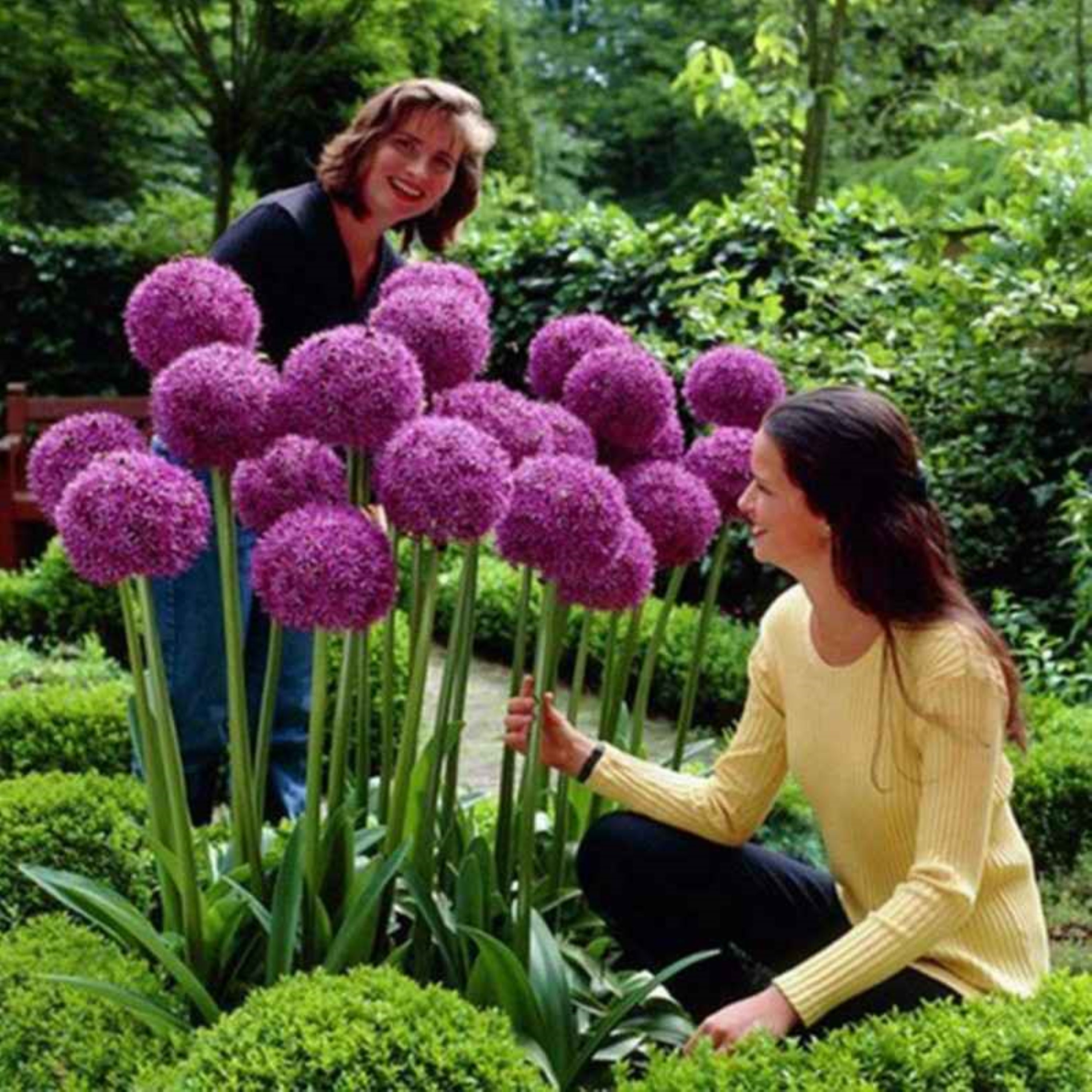 ALLIUM BULBS giant gladiator The majestic Gladiator allium Etsy