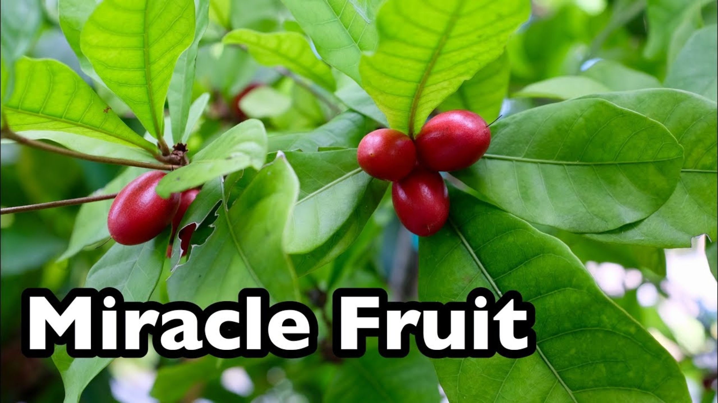 Miracle Fruit Plant Synsepalum dulcificum tree Miracle berry Etsy