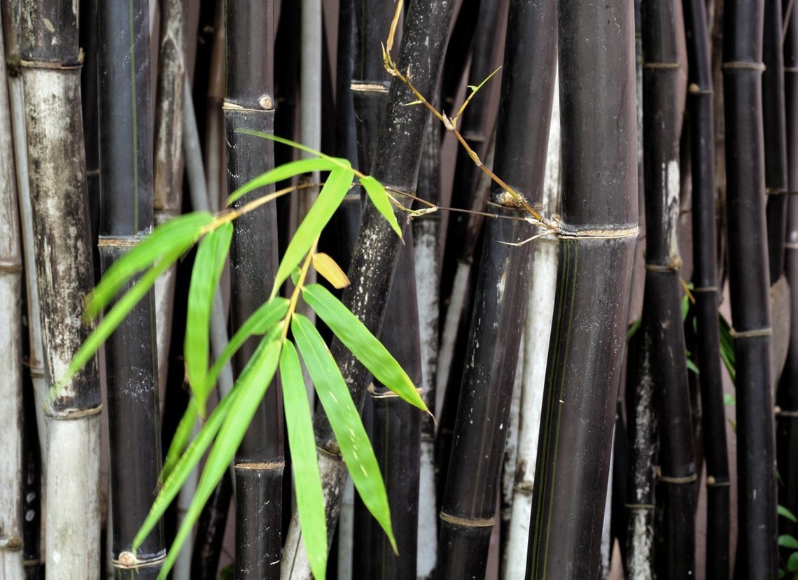 50 Black Bamboo Seeds Bambusoideae Poaceae Rare Garden Plant Etsy
