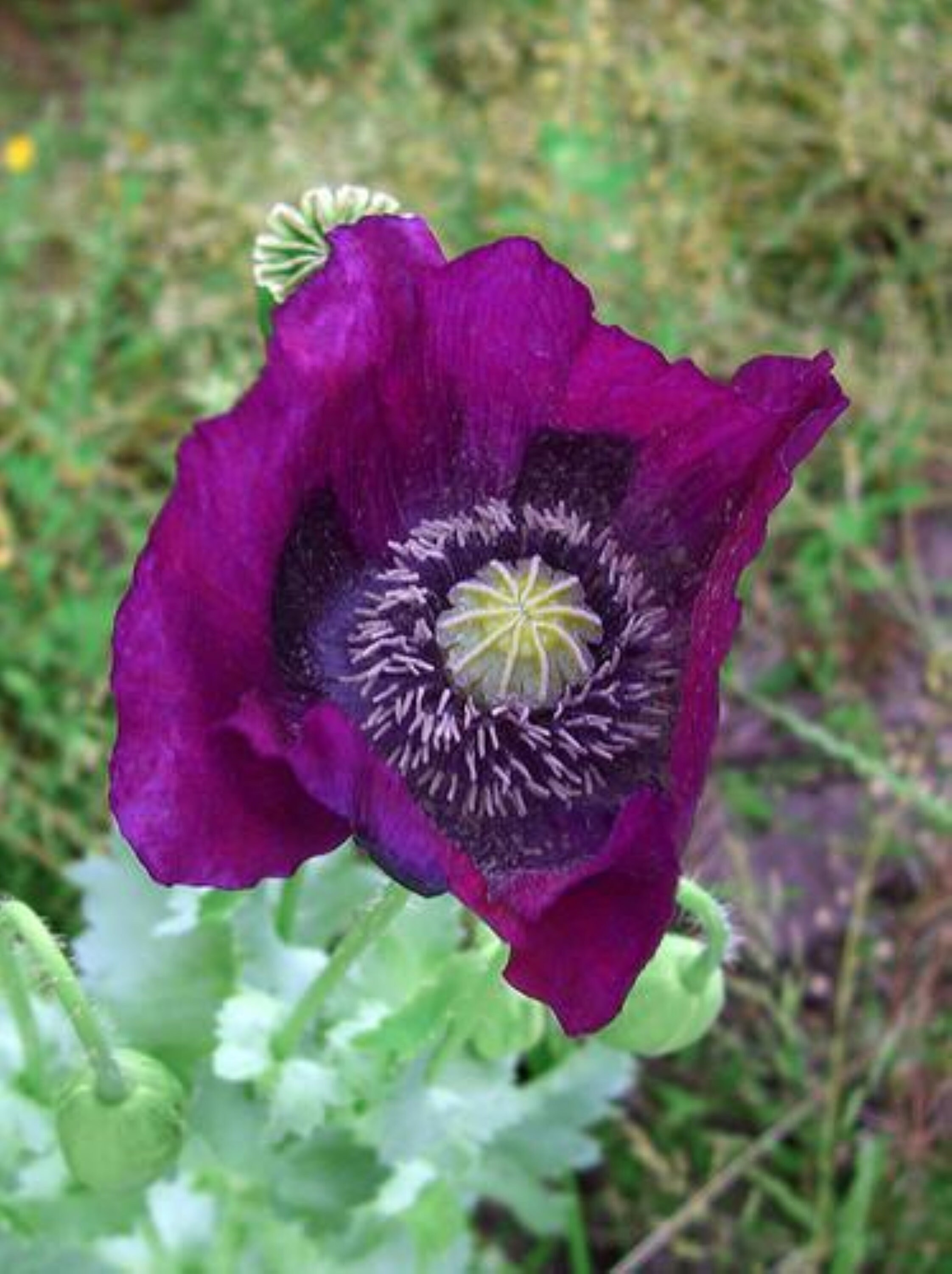 500 Poppy Himalayan poppies Perennial Flowering Home Garden Etsy