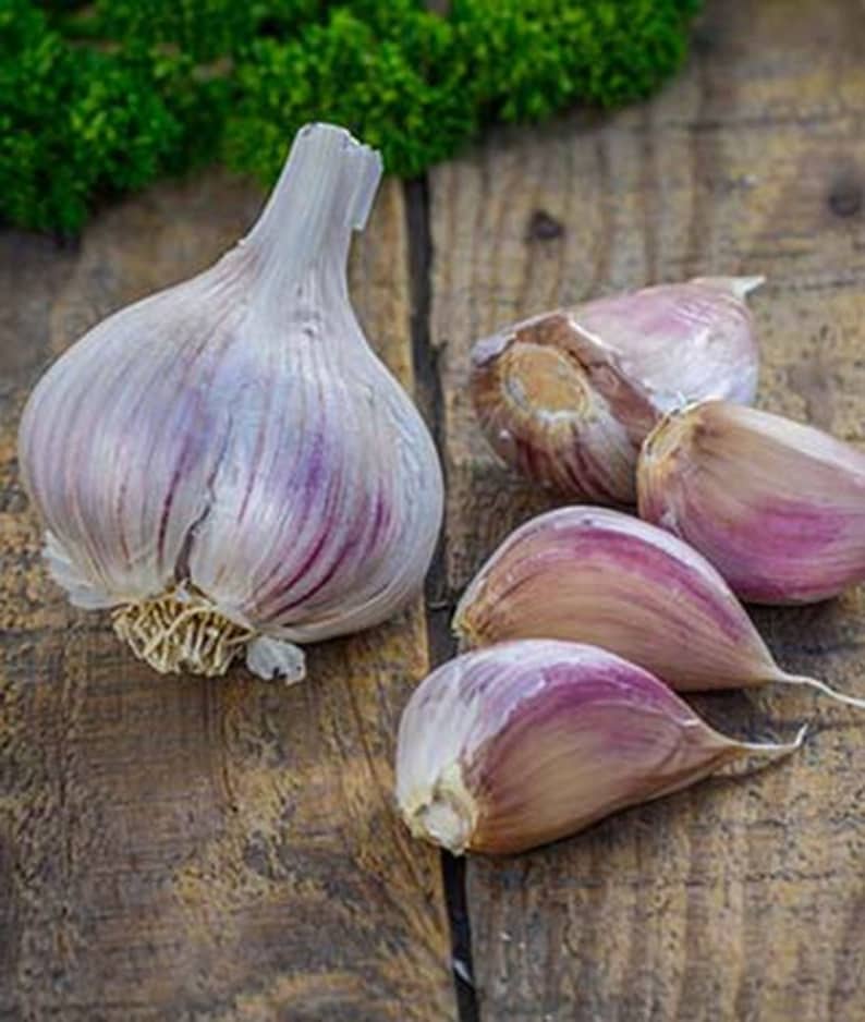 Garlic seeds Crystal Garlic Seeds NONGMO healthy USA Etsy
