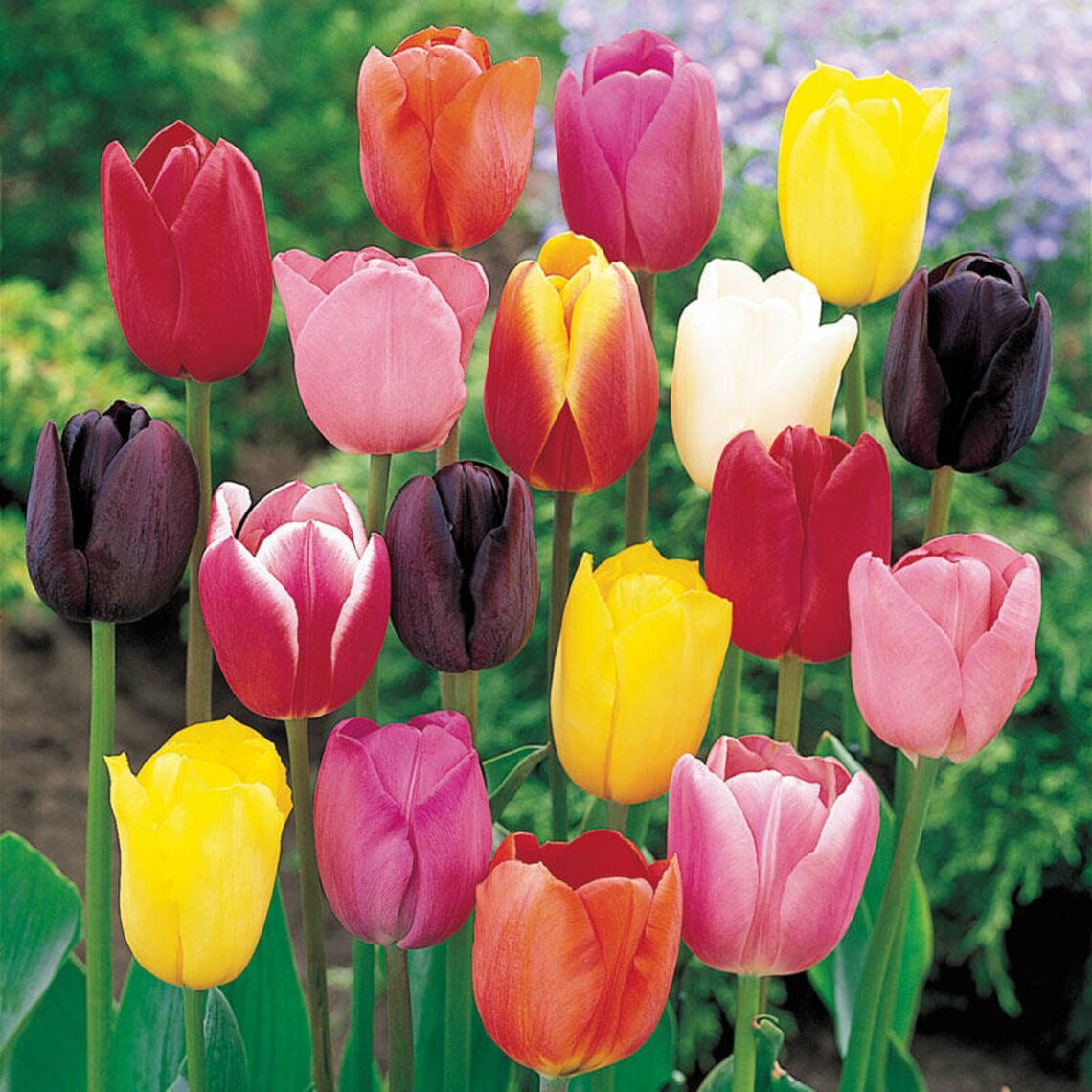 TULIP Live Tulip Bulbs Tulip seed tulip root Bouquets Etsy