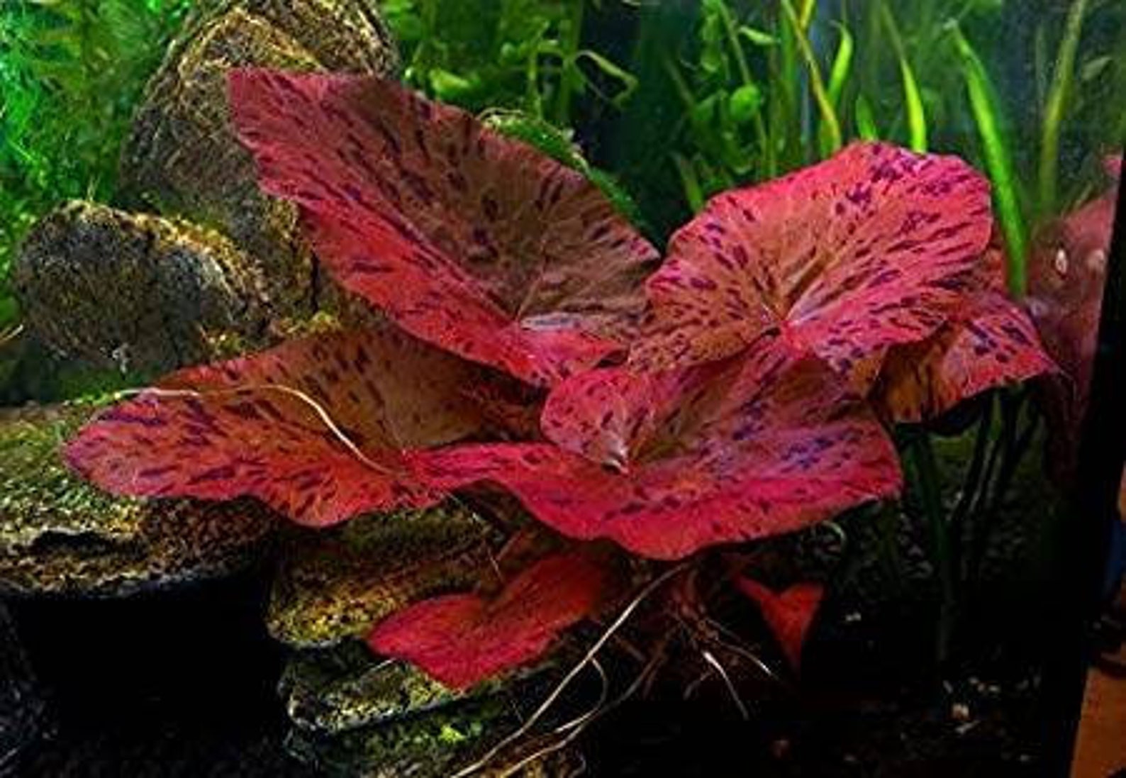 Red Tiger Lotus water Lily Bulb Planted Live Aquarium Plants Etsy