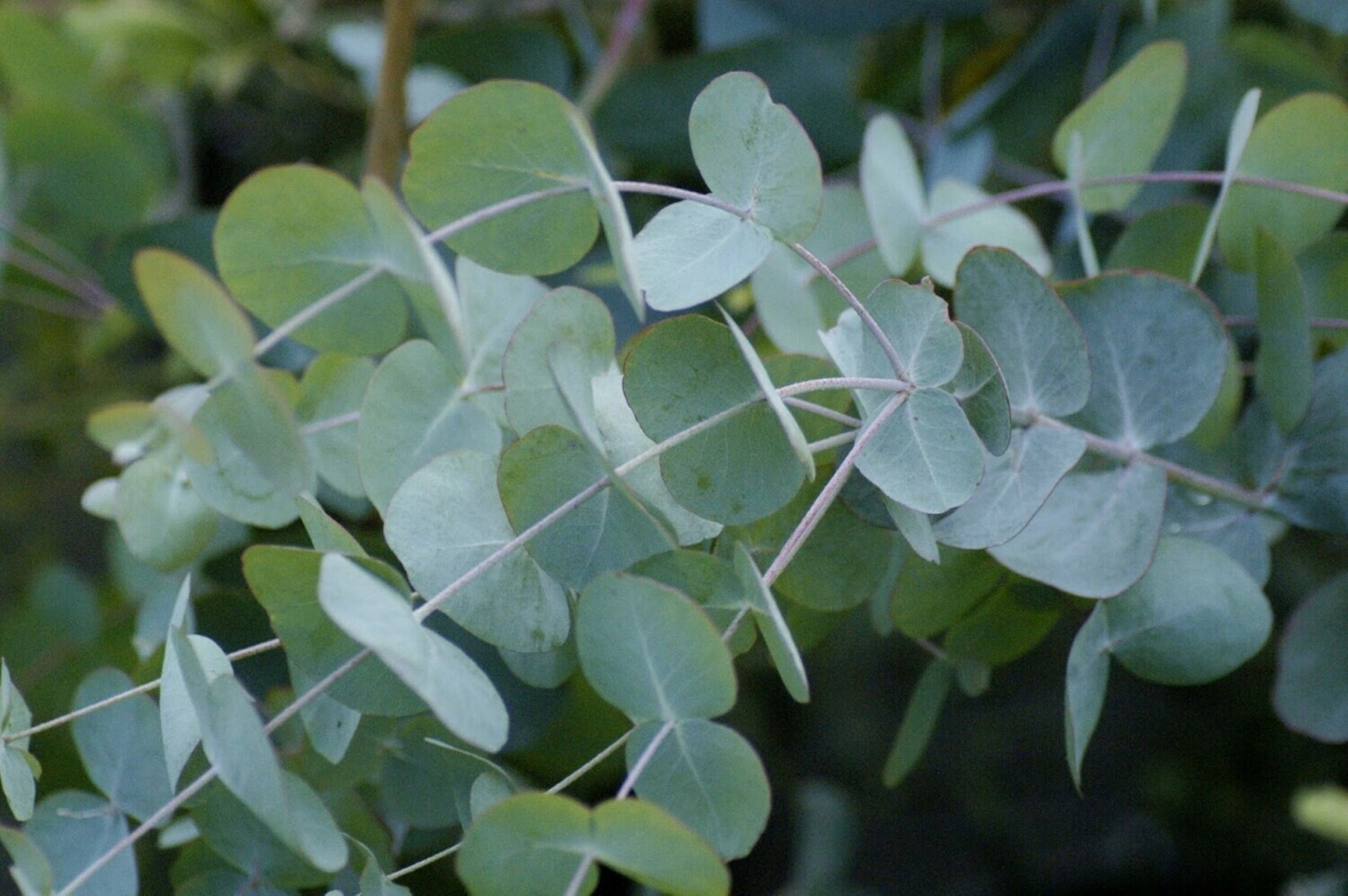 Eucalyptus cinerea SILVER Dollar Tree SILVER DROP Argyle apple Etsy