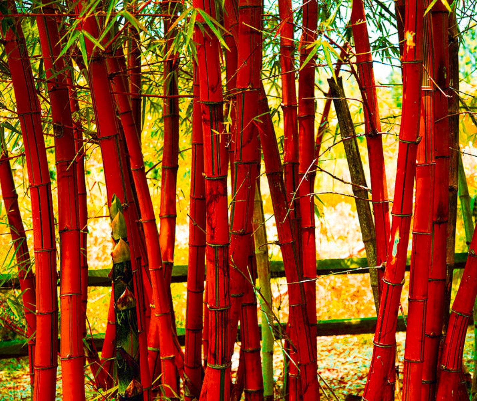 50 red Bamboo Seeds Bambusoideae Poaceae Rare Garden Plant Etsy