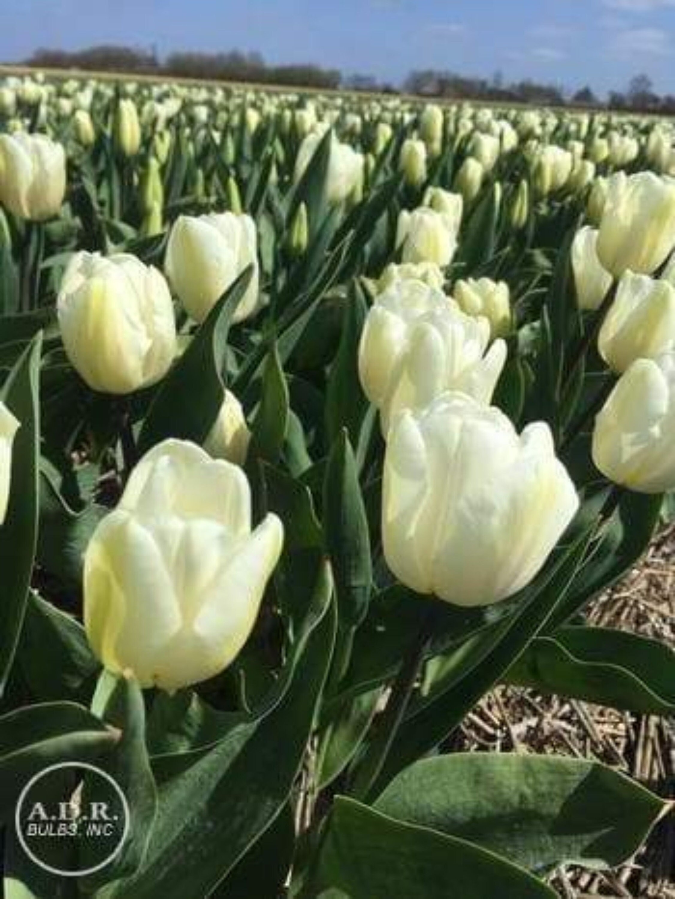Tulip Bulbs Tulip White Flag seed Great for Bouquets Tulip Etsy