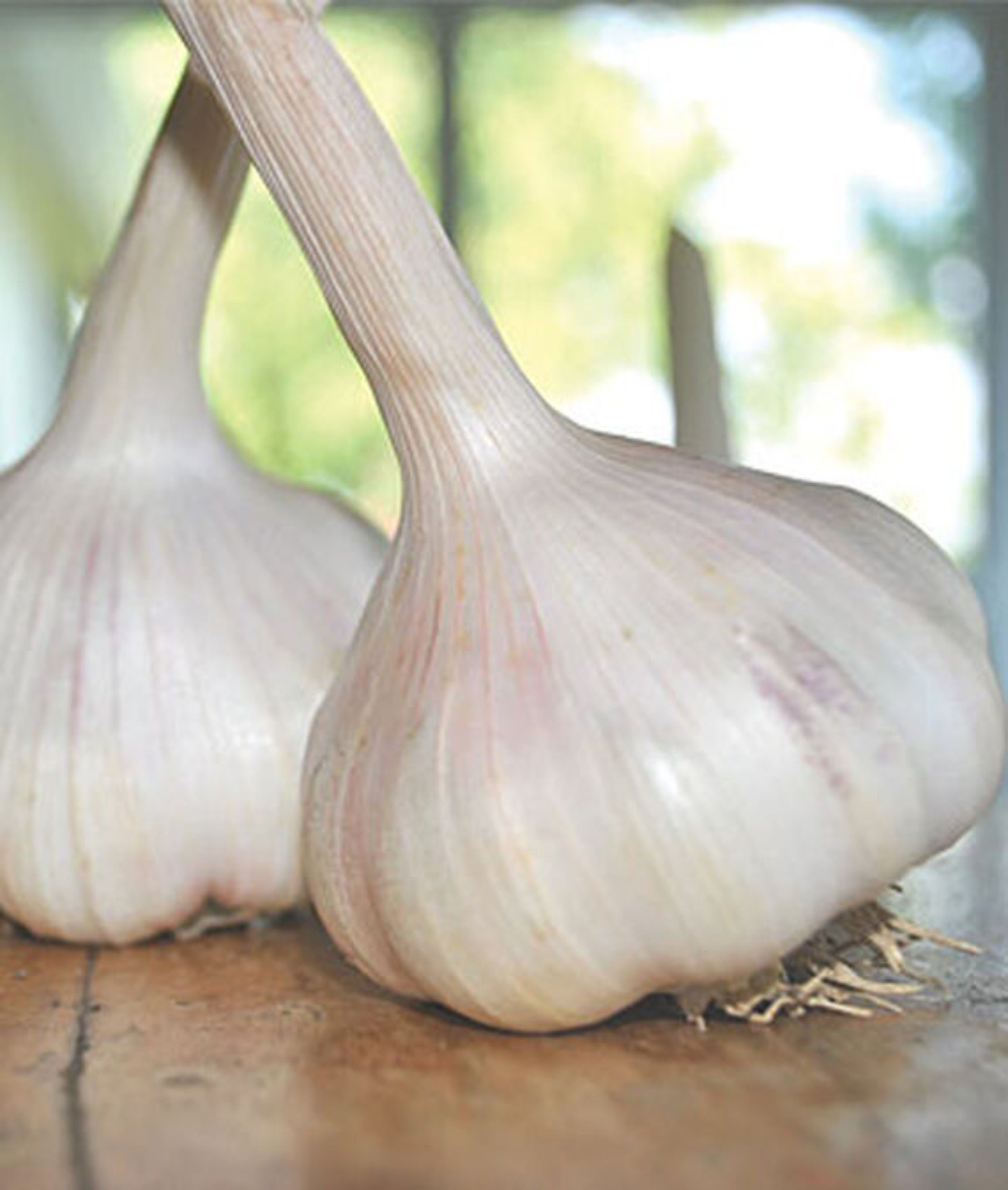 Garlic California Early Garlic Garlic Seeds NONGMO healthy Etsy