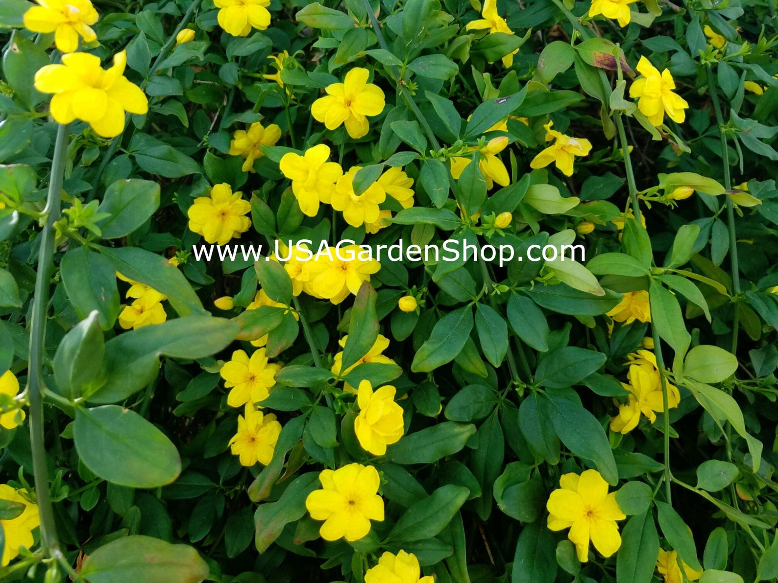 Japanese Jasmine Live Plant Jasminum mesnyi Sun Glo Hardy Etsy