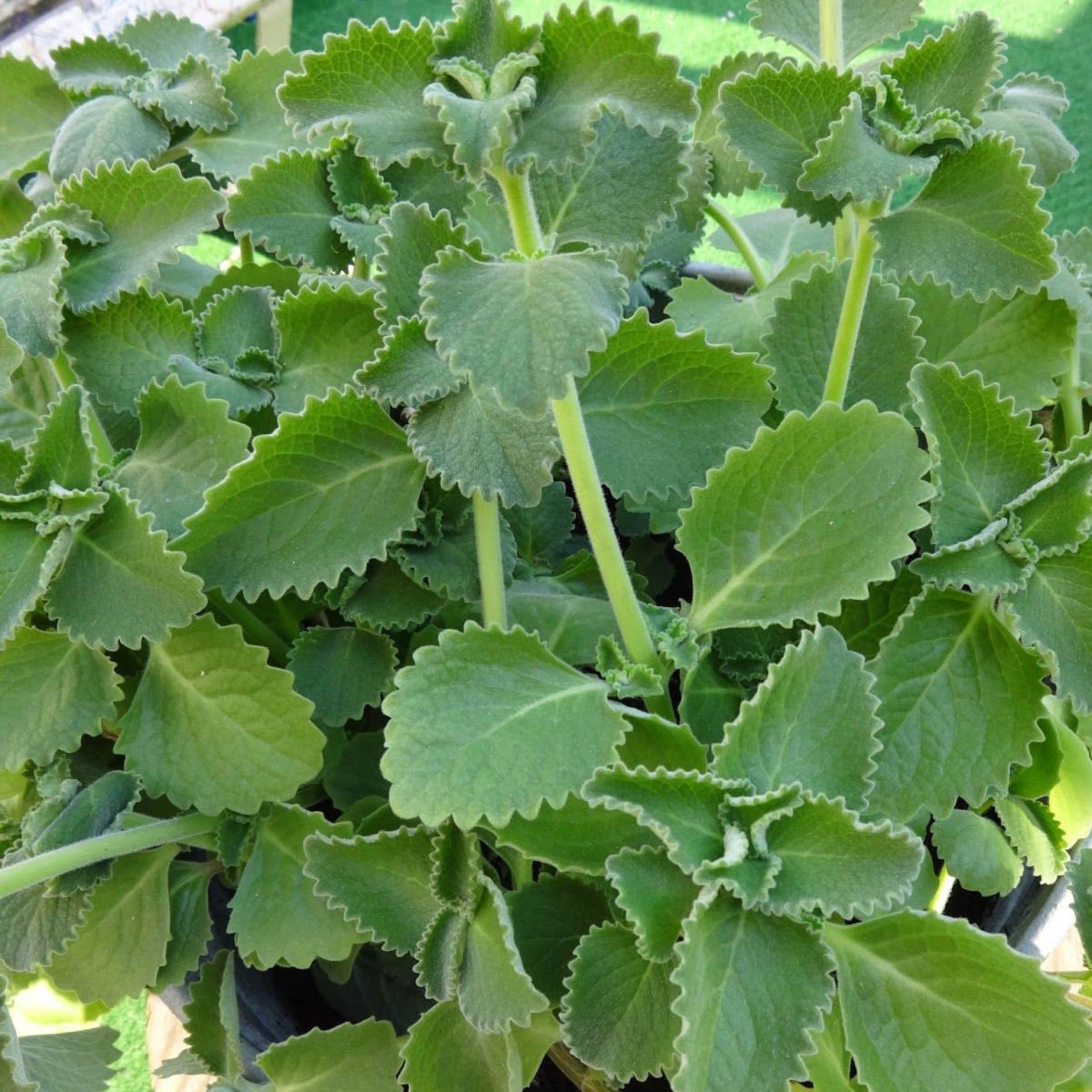 spanish thyme spanish thyme