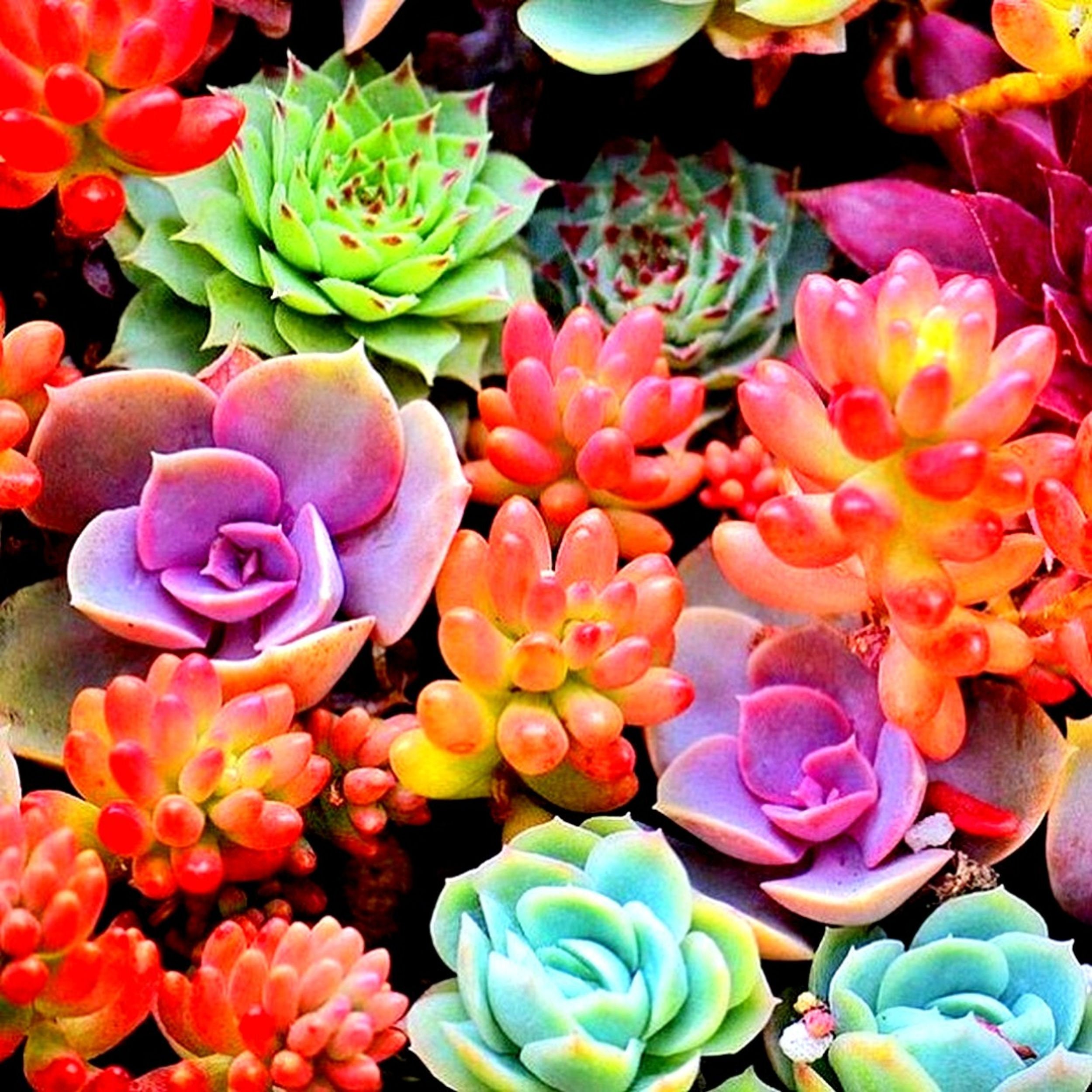 COLOR ECHEVERIA mix rare exotic succulent Hen & Chicks seed | Etsy