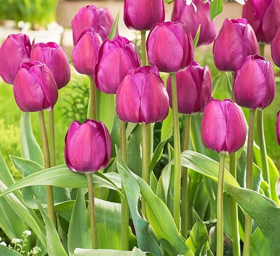 TULIP Live Tulip Bulbs Tulip seed tulip root Bouquets Etsy
