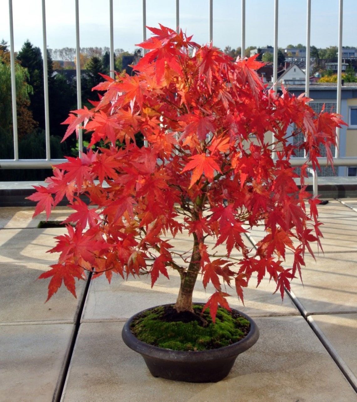 Japanese Maple Bonsai Acer palmatum Japanese maple bonsai live Etsy