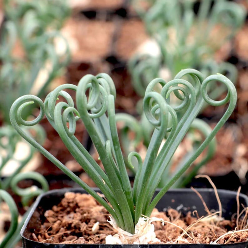 Exotic Frizzle Sizzle Succulent Albuca Spiralis Plant ...