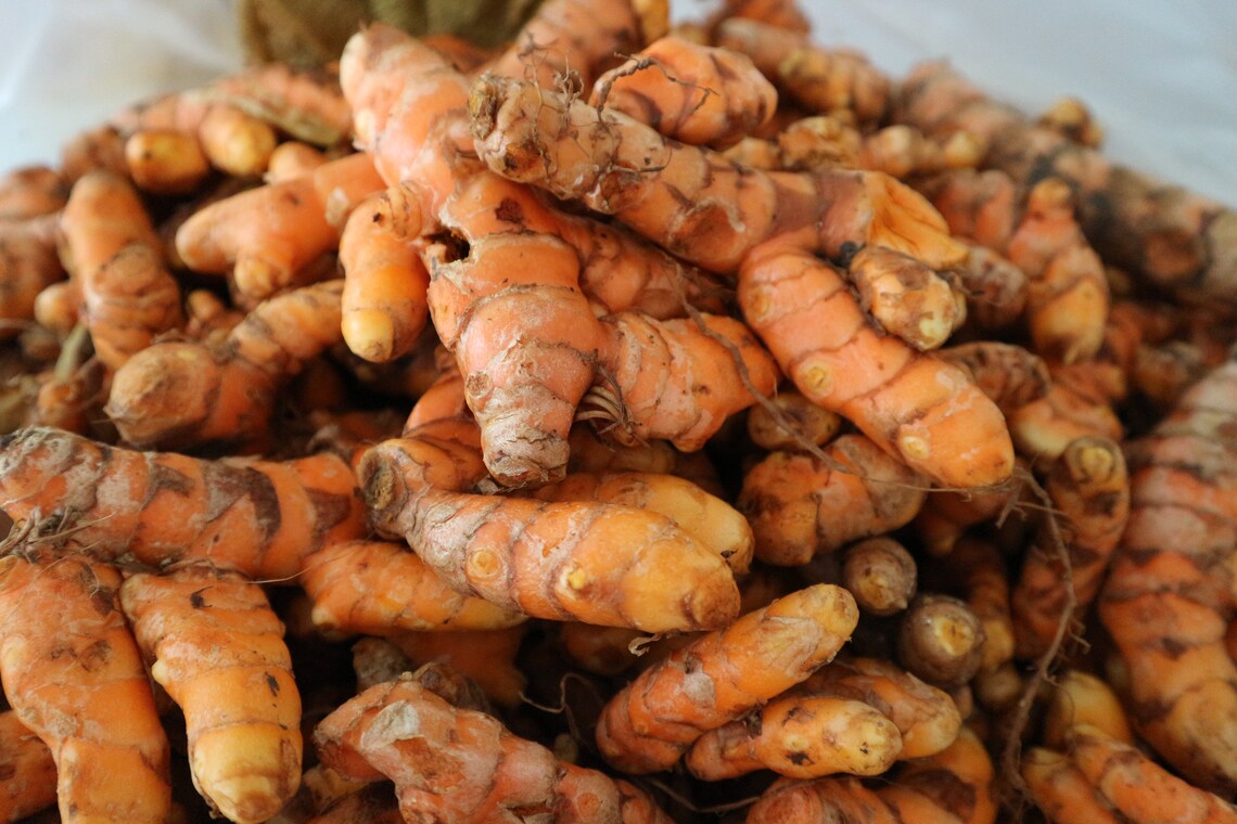 Fresh Turmeric Live Plant Organic Roots Cu Nghe Herb roots Etsy