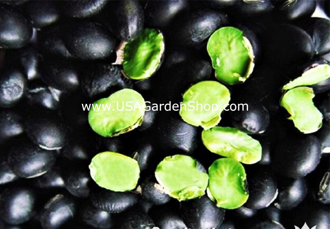 EDAMAME Black Bean Green inside edible Black Jet Soybean Etsy