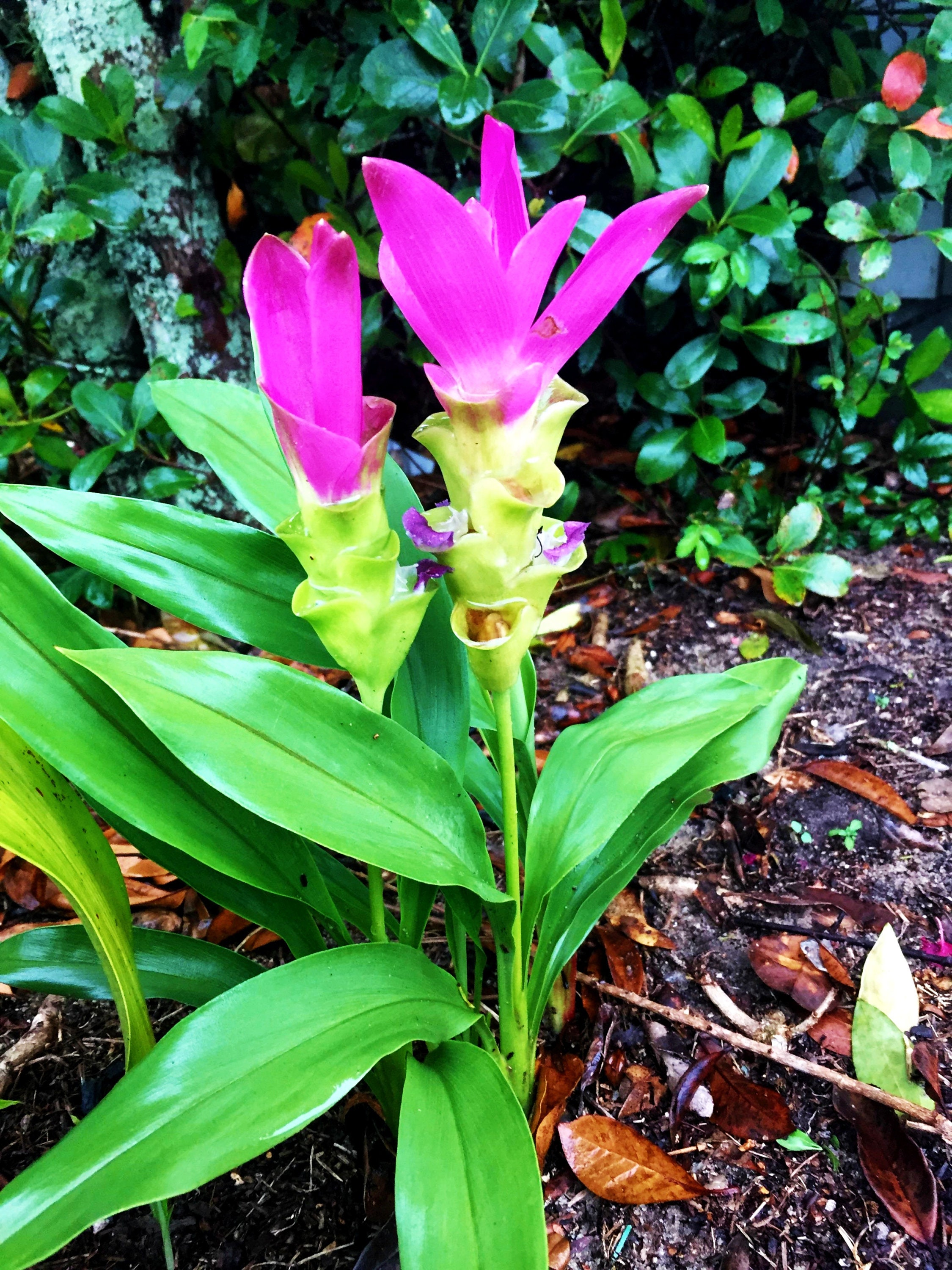 Cuidados De La Planta Curcuma Planta fresca de cúrcuma viva plantas orgánicas Cu Nghe Raíces | Etsy