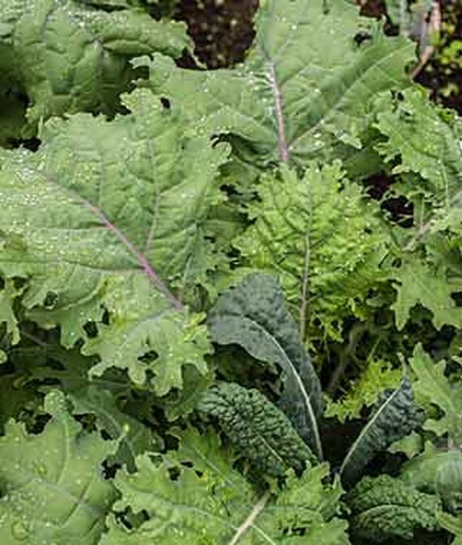 Kale Kale Storm Blend Kale Seeds 250 seeds NONGMO US Etsy