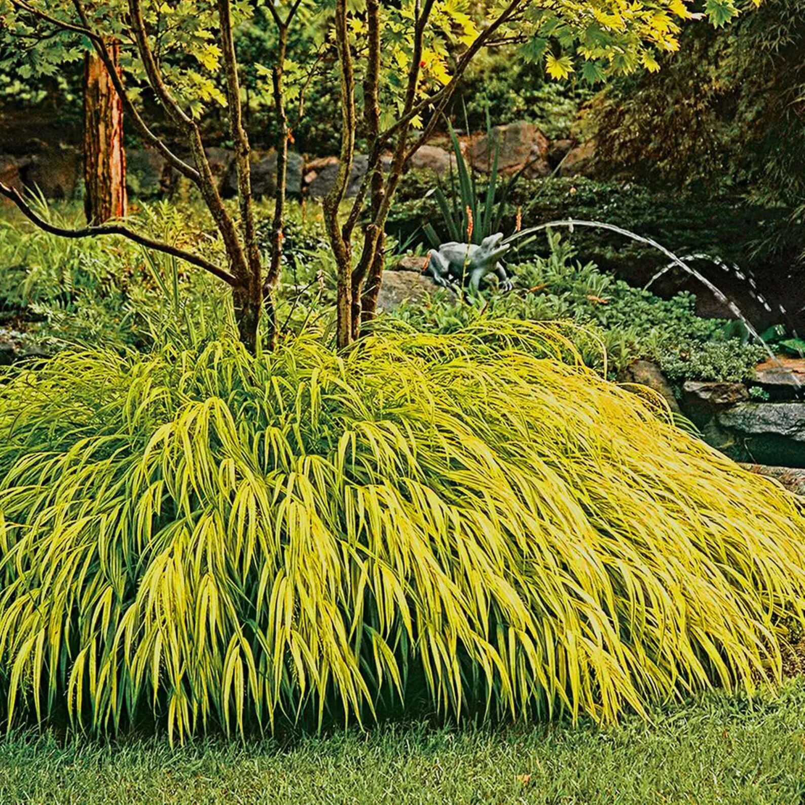 Japanese forest grass Everlasting flower Tall centerpieces Etsy