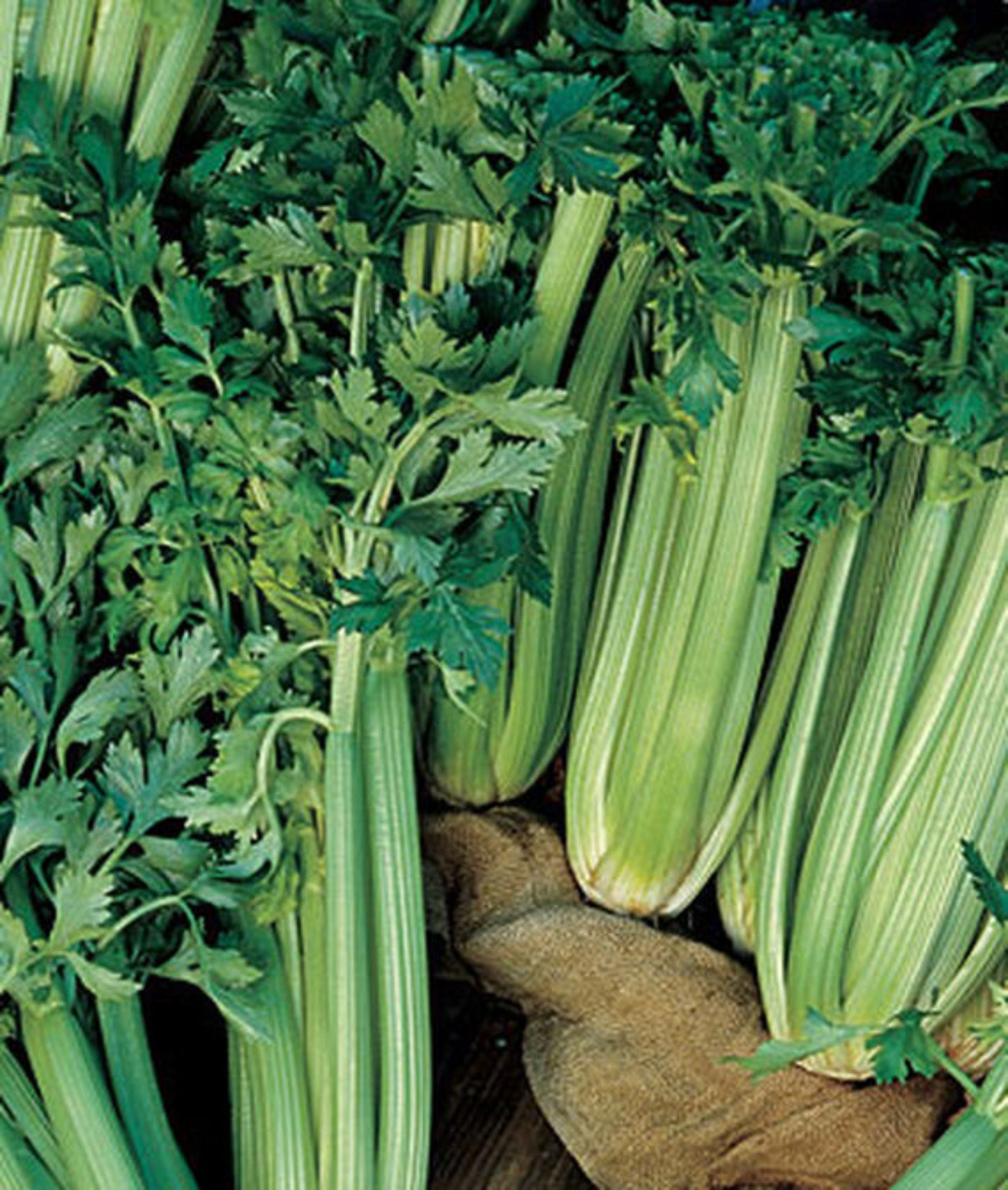 Celery Tall Utah 5270R Improved Celery Seeds NONGMO Etsy