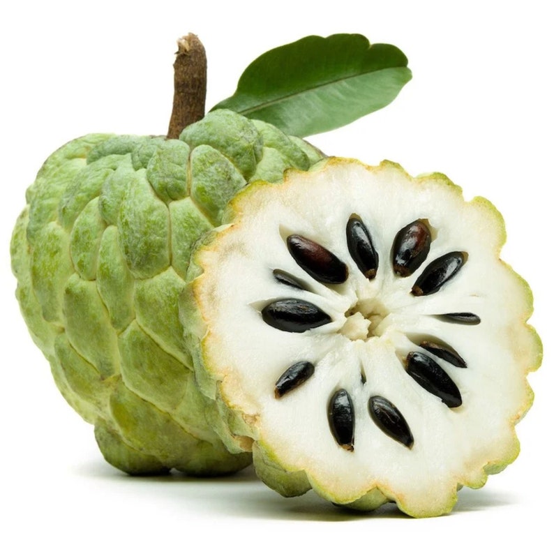 Sugar Apple Live Plant Annona squamosa Cay Mang Cau Na 番鬼荔枝 Etsy