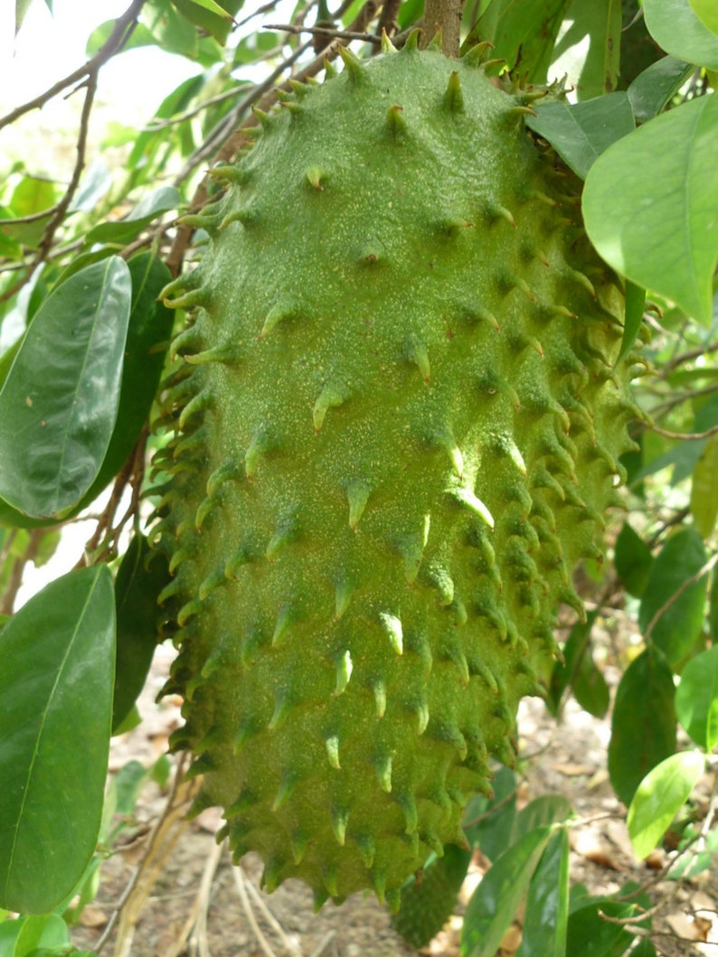SOURSOP Fruit Tree Cay Mang Cau Guanabana Live Plant