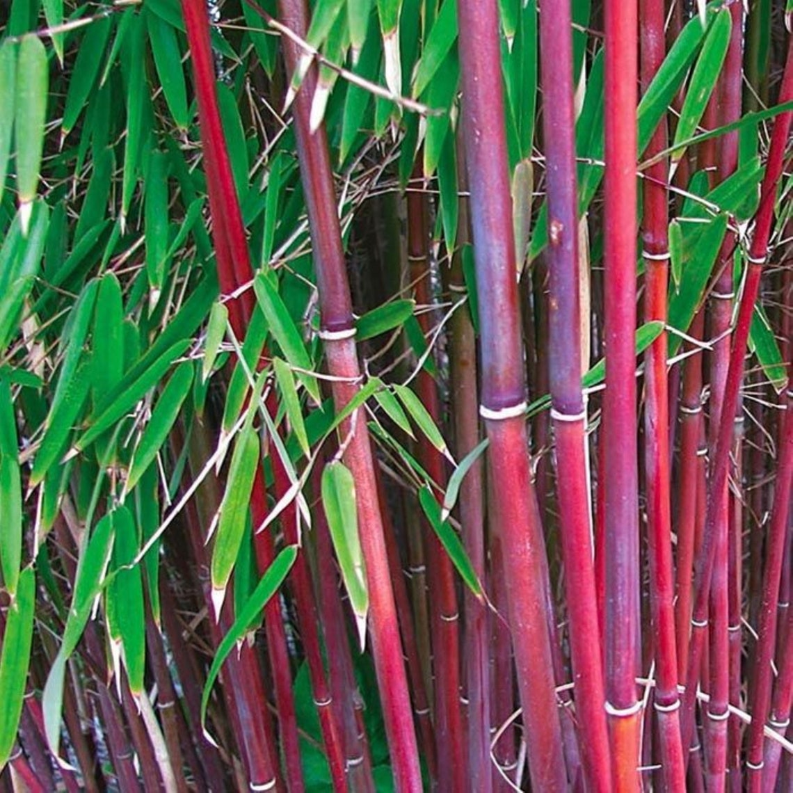 50 red Bamboo Seeds Bambusoideae Poaceae Rare Garden Plant Etsy