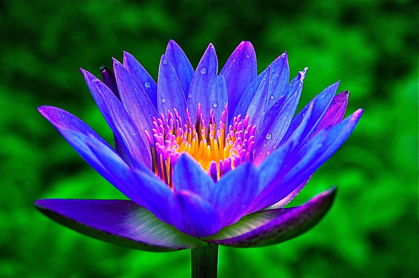 Rare Lotus coloful water Lily Bulb Planted Live Aquarium Etsy