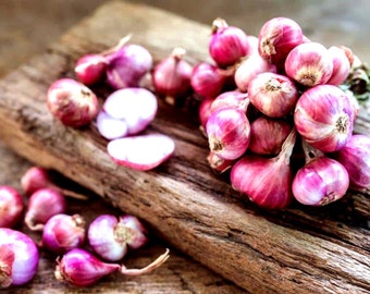 Red Onion Sets OrganicRed Baron Onion Bulbs 8 oz Non-GMO
