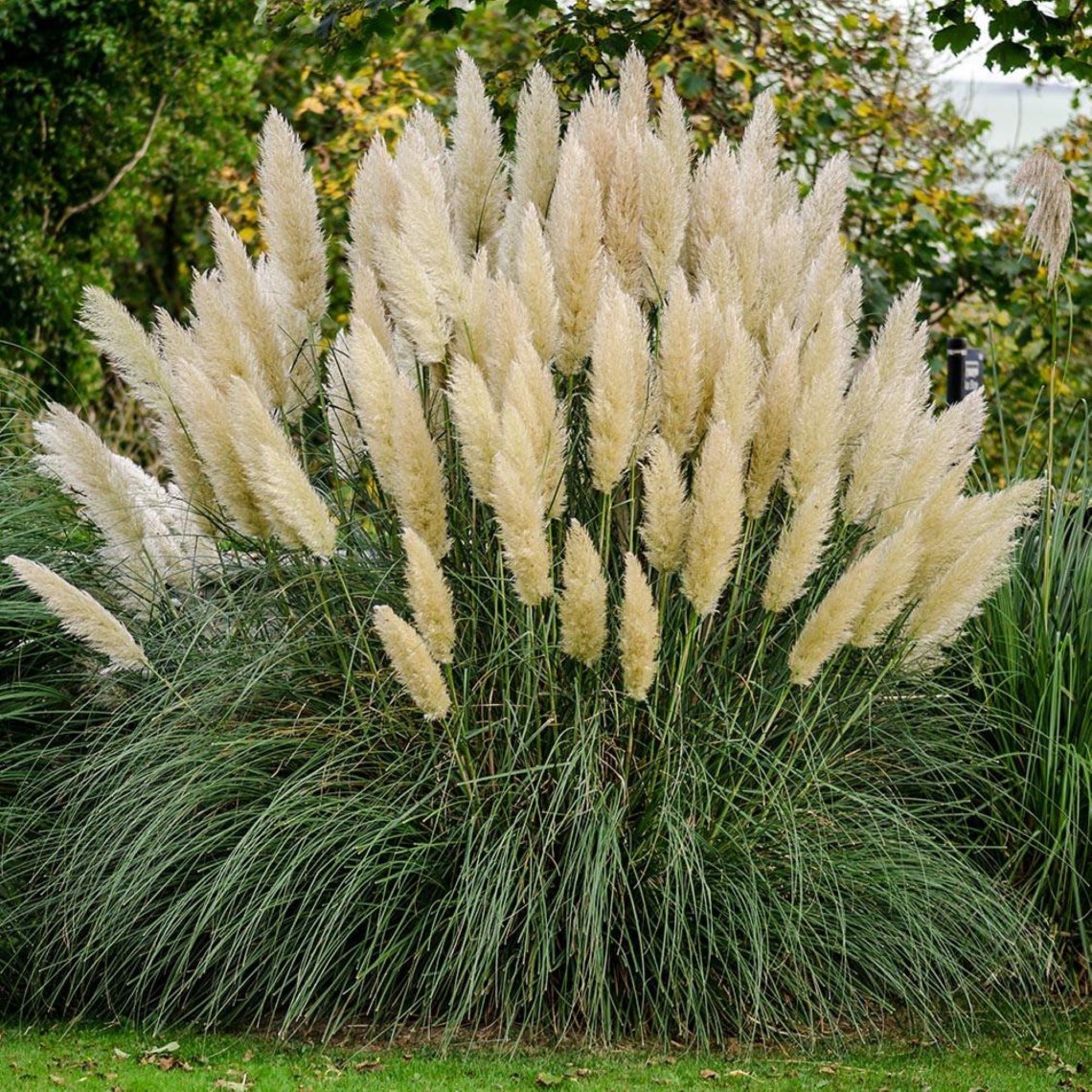 White pampas grass Everlasting flower Tall centerpieces Plume Etsy