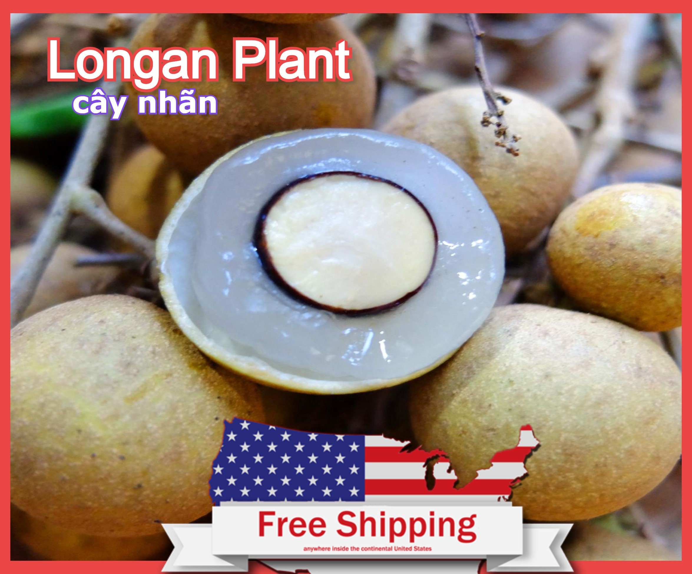 Longan Fruit Tree For Sale - Longan Wholesale Nurseries In Australia - Check spelling or type a new query.