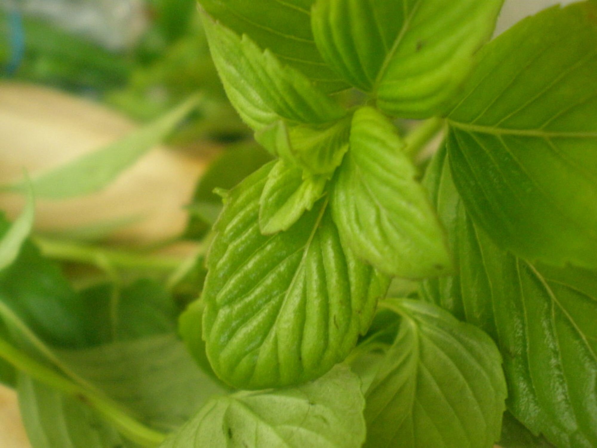 LIVE SPEARMINT PLANTS Mentha Spicata Edible Herb Tea Perennial Etsy