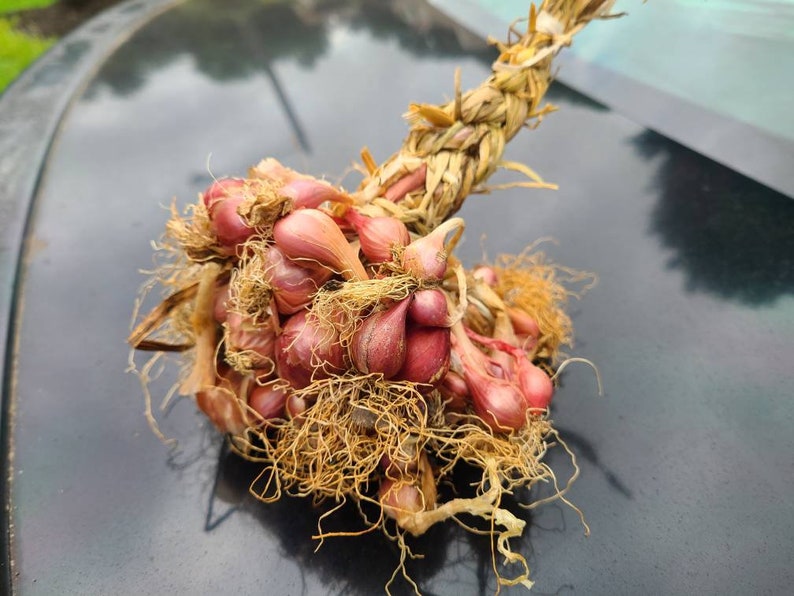 Asian Red Shallot Seeds Organic red onion braided Burgandy Red Etsy