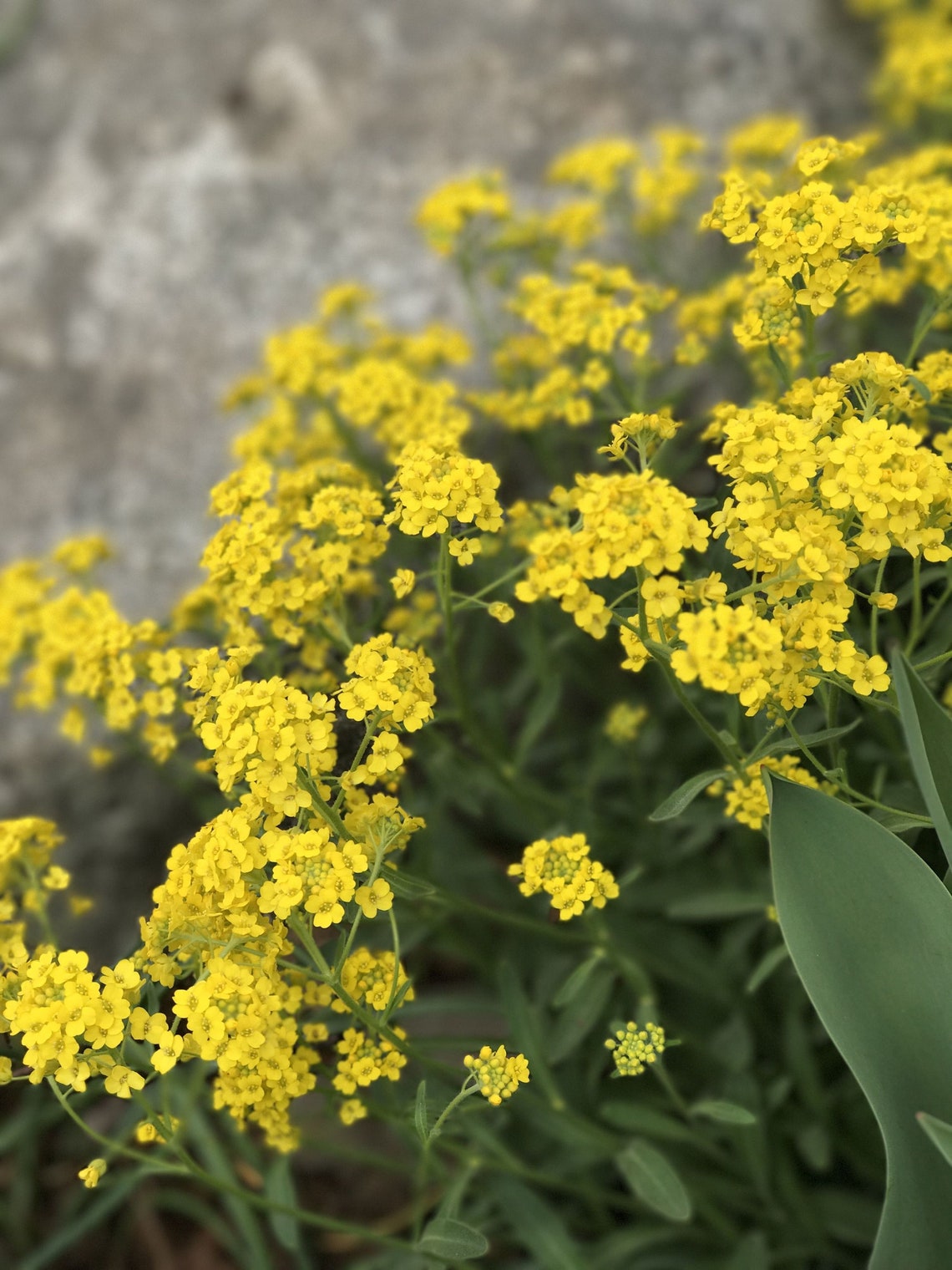 Alyssum Seeds BASKET of GOLD Alyssum saxatile Yellow Alyssum Etsy