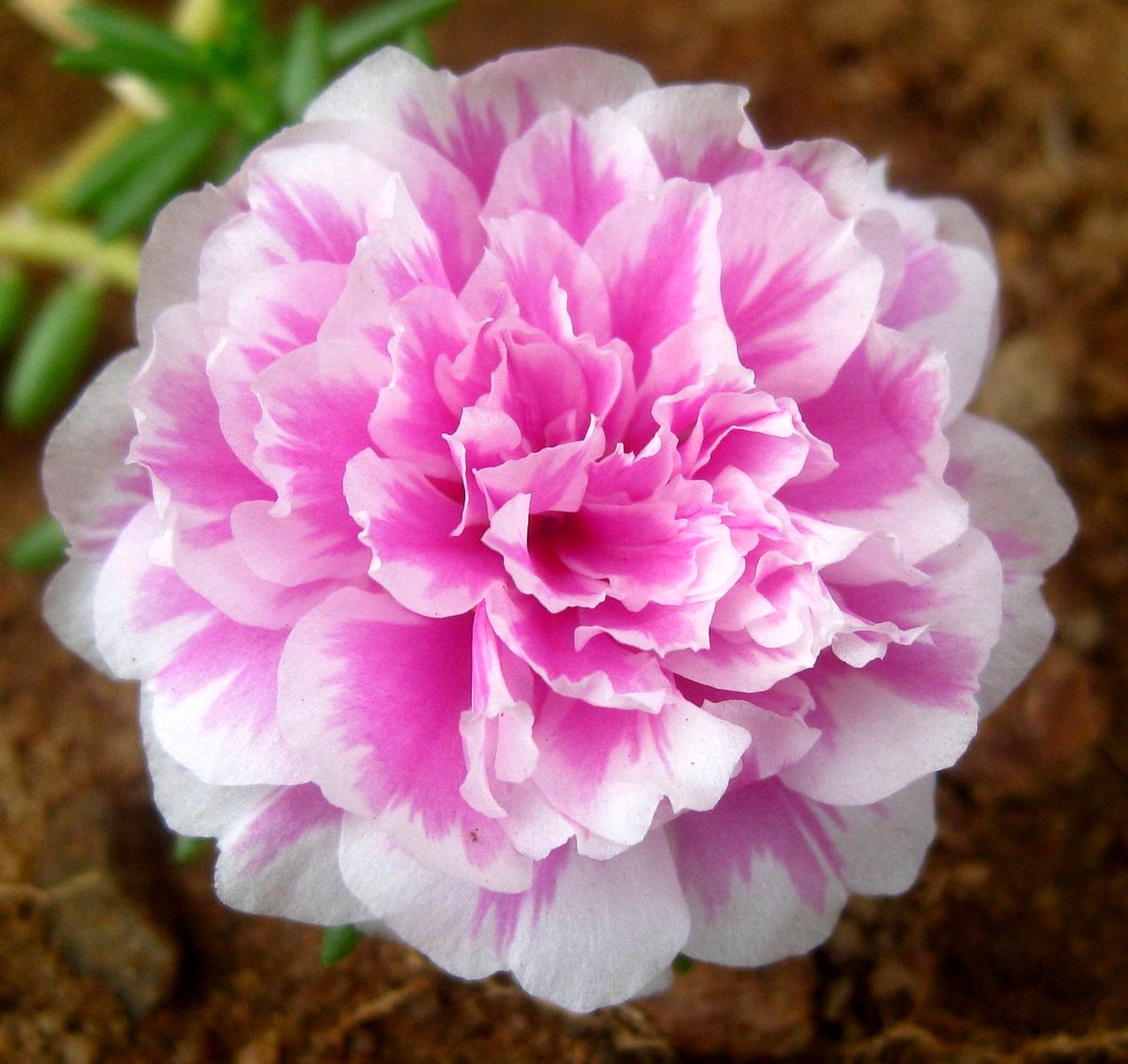 Mossrose purslane Portulaca grandiflora succulent flowering Etsy