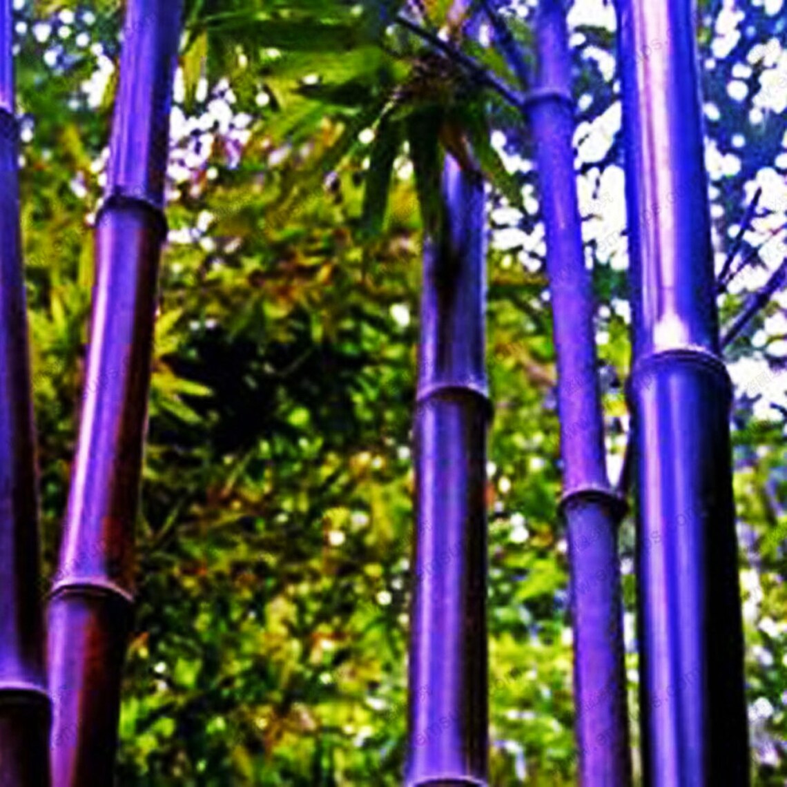 Rare purple Bamboo Seeds Bambusoideae Poaceae Rare Garden Etsy