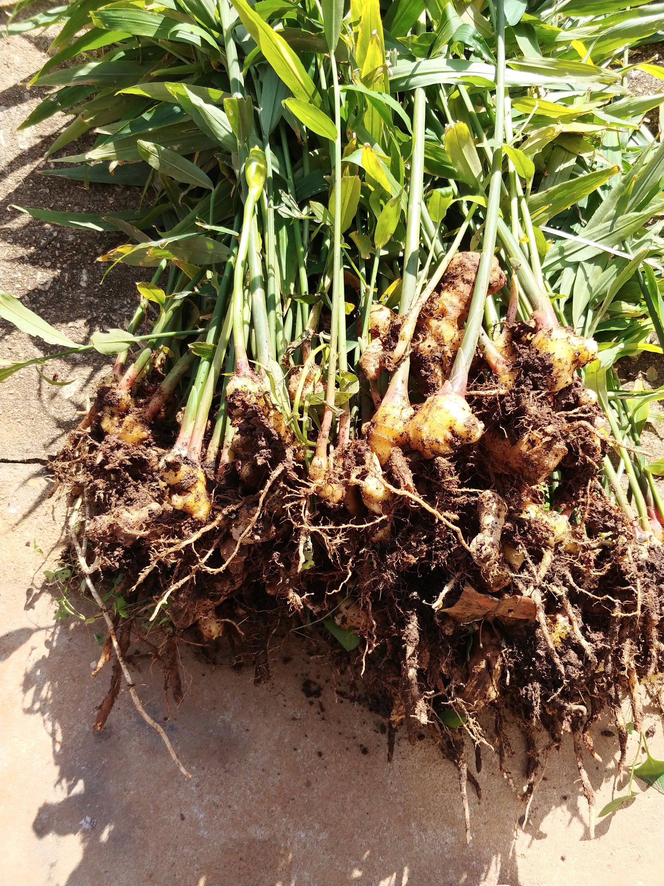LIVE GINGER PLANT root Live Plant Spicy Ginger Plant Hot Etsy