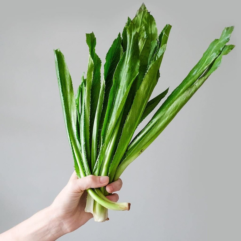 CULANTRO Parsley Plant RECAO Coriander Long Seeds Cilantro