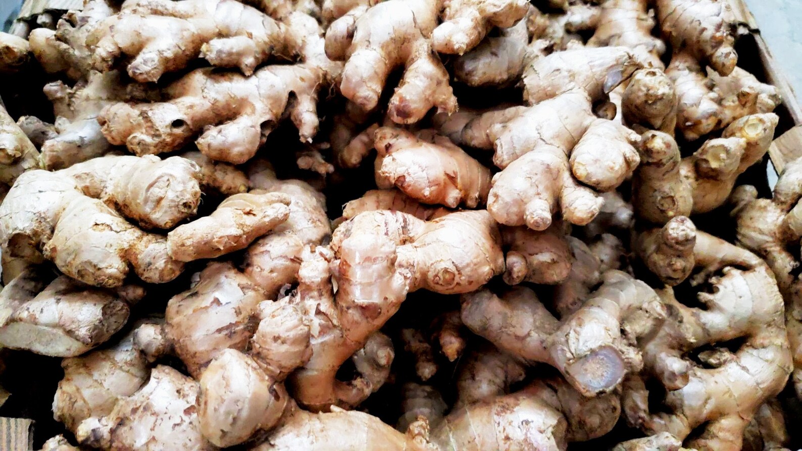LIVE GINGER PLANT root Live Plant Spicy Ginger Plant Hot Etsy