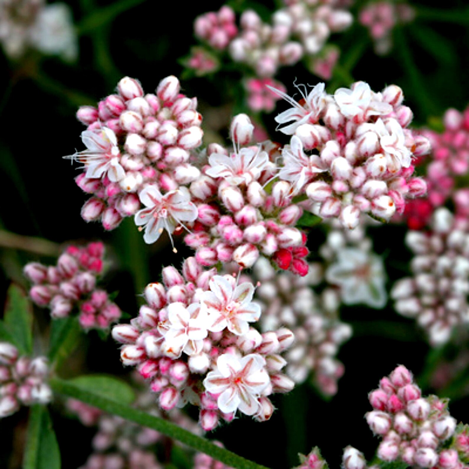 California BUCKWHEAT Flower Eriogonum Fasciculatu Beautiful | Etsy