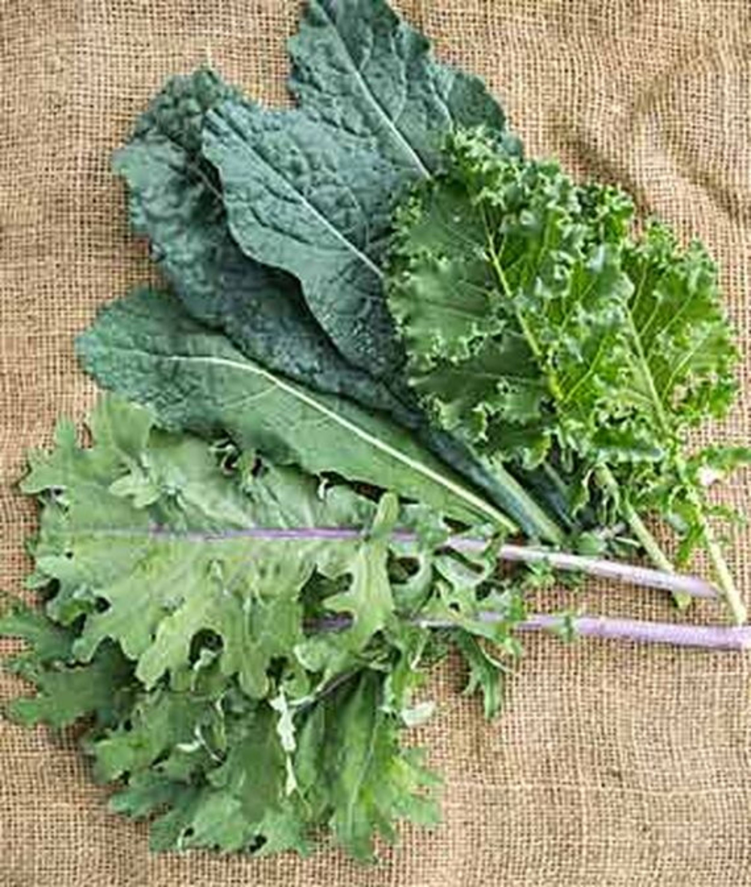 Kale Kale Storm Blend Kale Seeds 250 seeds NONGMO US Etsy