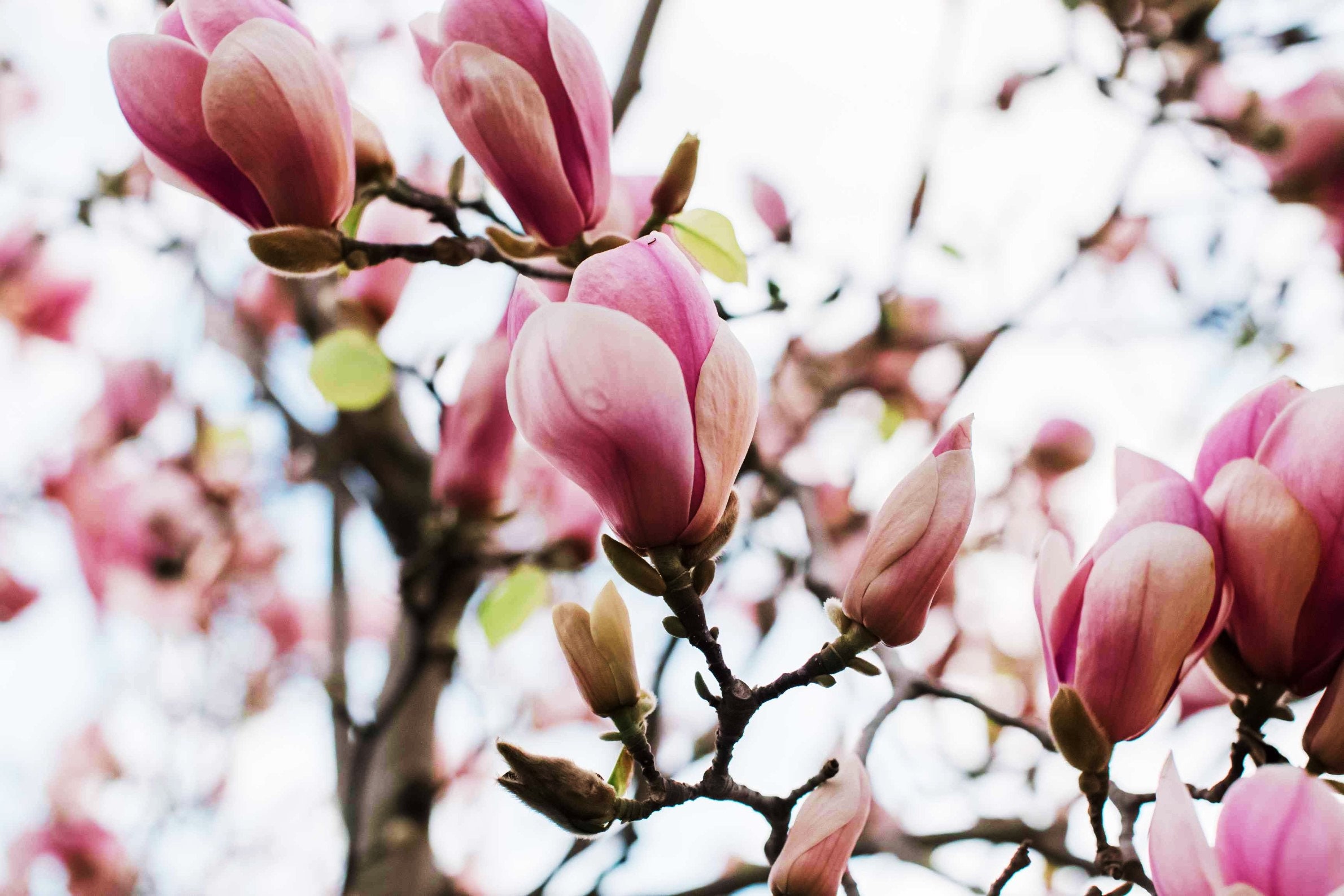 Magnolia Cards And Gifts